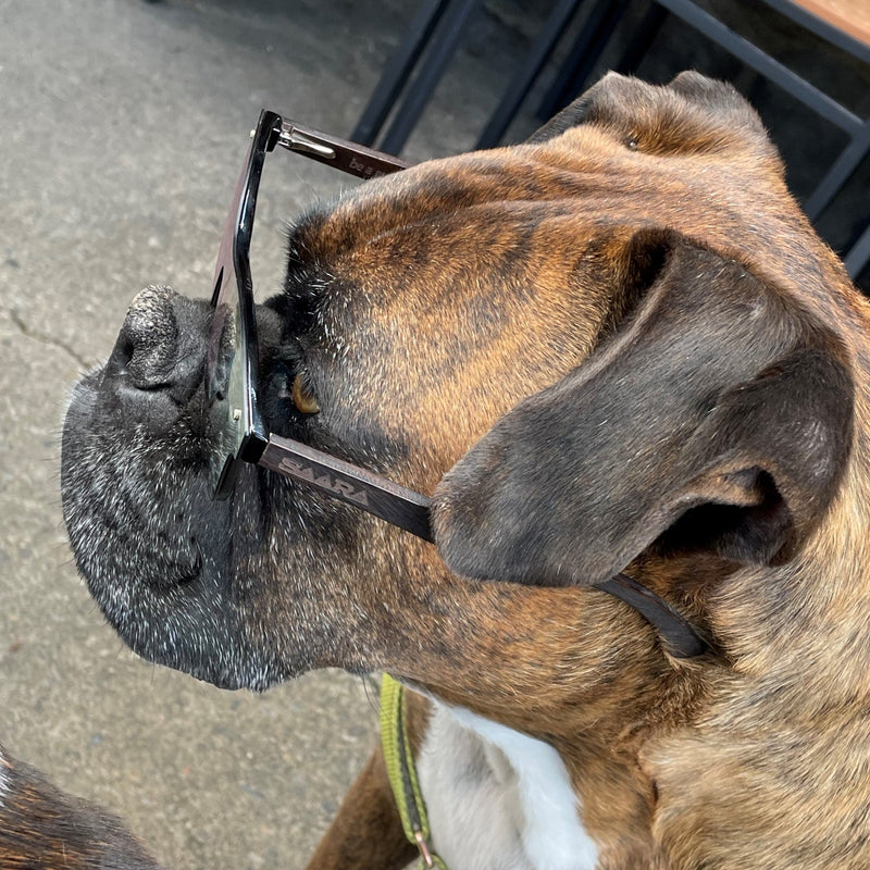 SAARA shades polarized rose gold sunglasses with dark walnut handmade arms. Be a good human is written on the inner right temple, these are modeled on a boxer dog.