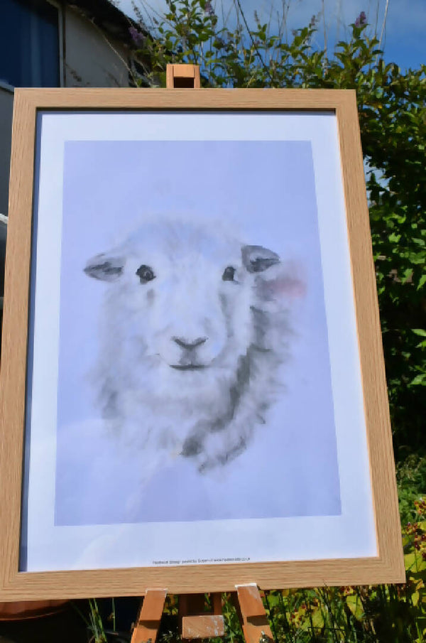 Herdwick sheep pastel drawing . Original artwork.