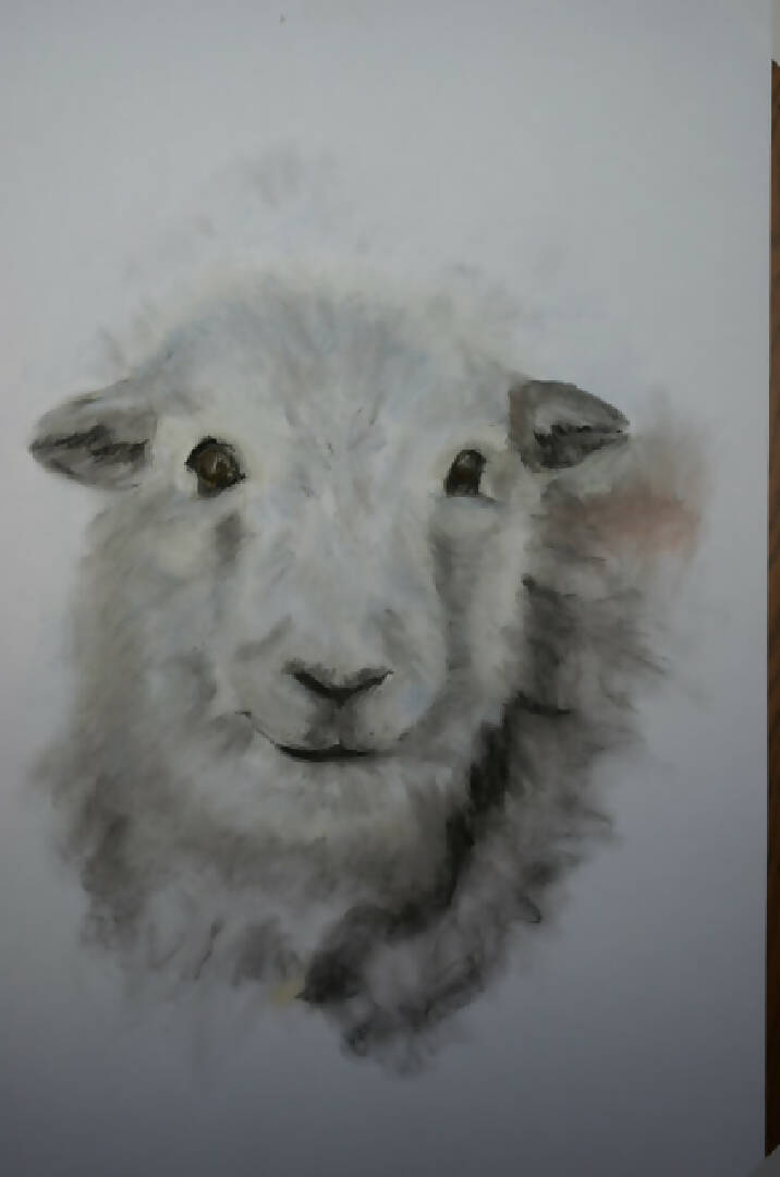 Herdwick sheep pastel drawing . Original artwork.